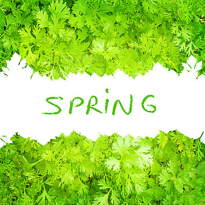 포토 JPG 해외이미지 식물 음식 백그라운드 잎 농업 채소 재료 자연 프레임 파슬리 건강 요리 사람없음 가로 초록색 정원 샐러드 수확 흰색 신선 맛 상품 다발 먹기 허브 향신료 오브젝트 유기농 원예 날것 향기 향 내추럴 고립 식용 채식주의자 카피스페이스 국경 해외202004 해외포토 웰빙 산업 컬러 컨셉 모션 취미 공백 생태계 채식 냄새 향미료 파일형식