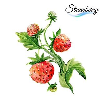 EPS 해외이미지 디자인 열매 음식 백그라운드 잎 과일 일러스트 딸기 수채화 미술 사람없음 빨간색 초록색 달콤 그림 유기농 비타민 내추럴 엘리먼트 맛있는 해외202004 해외일러스트 식물 웰빙 컬러 문화예술 맛 영양소 파일형식 벡터