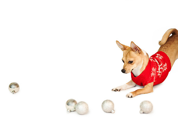 포토 JPG 해외이미지 한마리 컨셉 크리스마스 놀이 사람없음 반려동물 축제 장식볼 축하 개 강아지 스웨터 흰배경 치와와 이벤트의상 해외202004 해외포토 동물 1 옷 기념일 백그라운드 상의 포유류 장식 흰색 파일형식