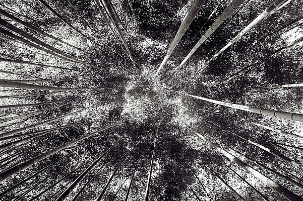 포토 JPG 해외이미지 나무 식물 공원 아시아 문화 선 줄기 백그라운드 잎 패턴 자연 추상 동양인 풍경 사람없음 야외 목재 장식 초록색 빛 환경 정원 일본 검은색 중국 봄 성장 흰색 나뭇가지 신선 막대기 숲 대나무 유기농 원예 질감 내추럴 옛날 해외202004 해외포토 웰빙 계절 공공시설 나라 컬러 무늬 재료 인종 취미 생태계 파일형식