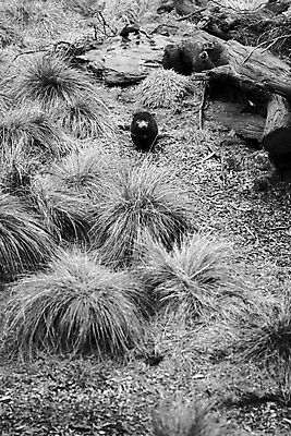 포토 JPG 해외이미지 동물 사람없음 호주 주머니곰 해외202004 해외포토 포유류 오세아니아 파일형식