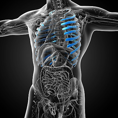 포토 JPG 해외이미지 해부 뼈 골격 사람 사람없음 오르간 흉부 가슴 척추 새장 갈비뼈 궤 연골 해외202004 해외포토 의학 신체부위 건반악기 호흡기관 케이지 파일형식