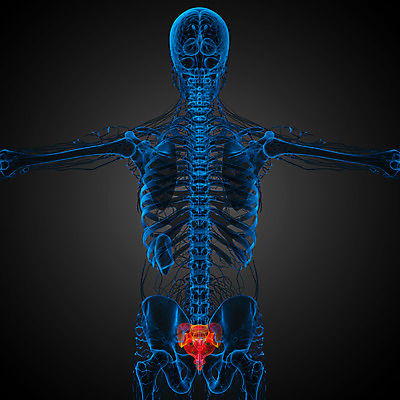 포토 JPG 해외이미지 해부 뼈 골격 사람 사람없음 기둥 척추 해외202004 해외포토 건축 의학 파일형식
