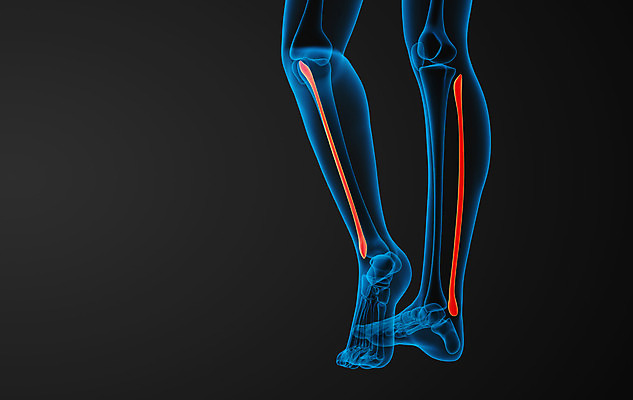 포토 JPG 해외이미지 부분 뼈 골격 엑스레이 건강 사람 사람없음 3D 해외202004 해외포토 의학 디지털합성 파일형식