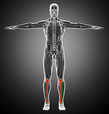 포토 JPG 해외이미지 뼈 골격 엑스레이 건강 사람 사람없음 3D 해외202004 해외포토 의학 디지털합성 파일형식