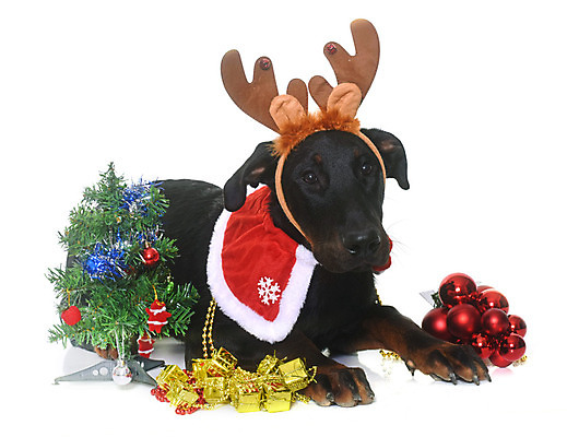 포토 JPG 해외이미지 컨셉 크리스마스 뿔 사람없음 크리스마스트리 검은색 개 강아지 흰배경 이벤트의상 루돌프머리띠 해외202004 해외포토 옷 기념일 컬러 백그라운드 포유류 반려동물 흰색 머리띠 파일형식