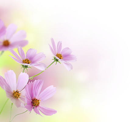 포토 JPG 해외이미지 식물 디자인 꽃 분홍색 백그라운드 컨셉 꽃무늬 패턴 자연 벽지 추상 선물 미술 사람없음 장식 초록색 빛 태양 노란색 우주 맑음 봄 흰색 인사 최고 신용카드 닫기 다발 만족 그림 데이지 엽서 공상 고립 엘리먼트 스타일 국경 해외202004 해외포토 자연요소 계절 감정 컬러 무늬 모션 날씨 문화예술 금융 예절 편지 생태계 파일형식