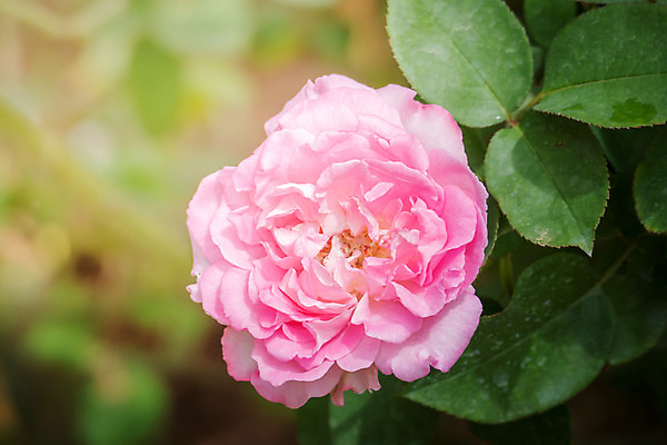 포토 JPG 해외이미지 식물 꽃잎 꽃 줄기 분홍색 잎 꽃무늬 자연 발렌타인데이 사람없음 야외 초록색 햇빛 장미 정원 벚꽃 내추럴 해외202004 해외포토 컬러 무늬 데이이벤트 태양 생태계 파일형식