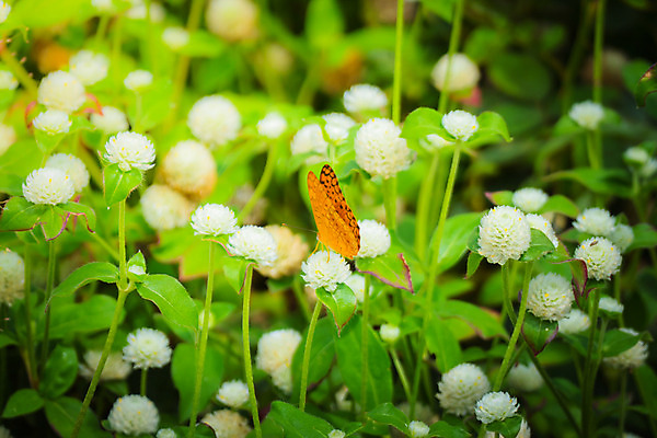 포토 JPG 해외이미지 응시 꽃잎 꽃 나비 곤충 꽃무늬 패턴 오렌지 자연 해바라기 바닥 사람없음 컬러풀 노란색 정원 검은색 침묵 고요 봄 최고 우아함 달콤 만족 철새 거인 여왕 내추럴 수유 해외202004 해외포토 식물 동물 시선 계절 감정 컬러 컨셉 무늬 과일 조류 소리 맛 생태계 파일형식