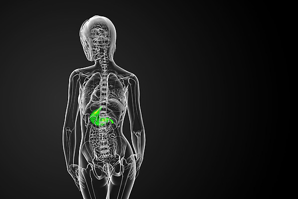 포토 JPG 해외이미지 해부 건강 사람 사람없음 3D 오르간 궤 해외202004 해외포토 의학 건반악기 디지털합성 파일형식