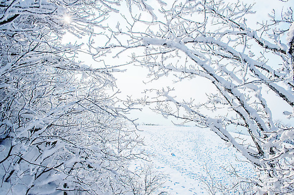 포토 JPG 해외이미지 나무 백그라운드 겨울 자연 하늘 산 서울 한국 풍경 사람없음 태양 맑음 추위 언덕 눈내림 해외202004 해외포토 자연요소 식물 계절 아시아 날씨 눈_날씨 생태계 파일형식