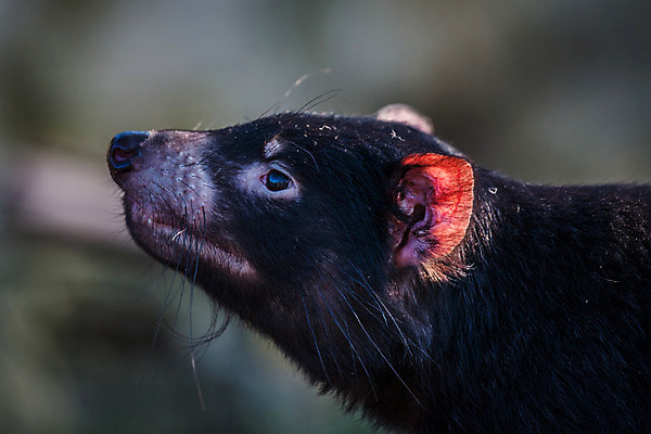 포토 JPG 해외이미지 동물 1 공원 얼굴 포유류 생물 사람없음 빨간색 초록색 힘 호주 치아 숲 배고픔 사냥 귀 육식동물 솜털 주둥이 주머니곰 해외202004 해외포토 공공시설 컬러 신체부위 소화기관 오세아니아 파일형식