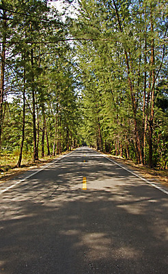 포토 JPG 해외이미지 나무 식물 전통 계절 공원 도로 길 여행 교통시설 자연 하늘 산 사람없음 야외 초록색 여름 여행객 침묵 시골 소나무 매끈함 숲 아스팔트 땅 장면 침엽수 전국 해외202004 해외포토 공공시설 컬러 교통 사람 소리 감각 시설 생태계 파일형식