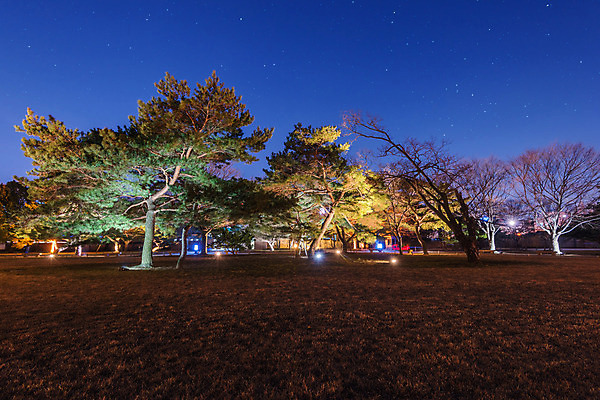 포토 JPG 해외이미지 나무 공원 여행 자연 서울 한국 동양인 풍경 사람없음 야외 빛 컬러풀 정원 검은색 어둠 새벽 궁전 역사 야간 남쪽 옛날 해외202004 해외포토 자연요소 식물 공공시설 아시아 컬러 고건축 인종 방향 생태계 파일형식