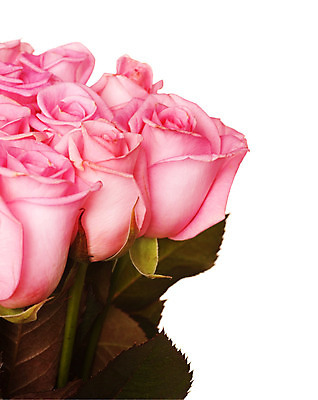 포토 JPG 해외이미지 디자인 꽃잎 꽃 분홍색 꽃다발 결혼 백그라운드 컨셉 잎 꽃무늬 자연 휴가 발렌타인데이 선물 사람없음 세로 장미 낭만 벚꽃 흰색 신선 오픈 센터 닫기 질감 냄새 아로마 슛 부드러움 고립 스타일 국경 해외202004 해외포토 식물 컬러 무늬 모션 데이이벤트 이벤트 감각 생태계 파일형식