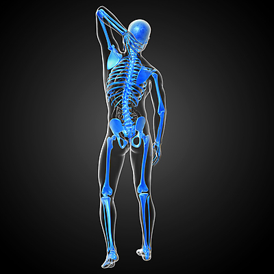 포토 JPG 해외이미지 해부 뼈 골격 엑스레이 건강 사람 사람없음 3D 척추 관절 무릎 테라피 정형외과 해골모형 해외202004 해외포토 의학 병원 신체부위 뷰티 모형 디지털합성 파일형식