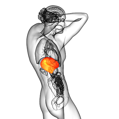 포토 JPG 해외이미지 해부 사람 사람없음 오르간 신장 간 방광 췌장 지라 해외202004 해외포토 의학 장기_의학 건반악기 비뇨기관 파일형식