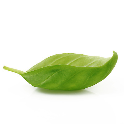 포토 JPG 해외이미지 식물 음식 조각 컨셉 잎 농업 채소 자연 식이요법 사람없음 주방 신선 흰배경 유기농 영양 바질 고립 바이오 해외202004 해외포토 웰빙 산업 백그라운드 건강 흰색 생태계 파일형식