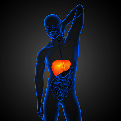 포토 JPG 해외이미지 해부 사람 사람없음 오르간 신장 간 방광 췌장 지라 복부 해외202004 해외포토 의학 신체부위 장기_의학 건반악기 비뇨기관 파일형식