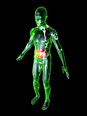 포토 JPG 해외이미지 남자 과학 신체 일러스트 부분 해부 자연 근육 골격 엑스레이 실내 사람 사람없음 그래픽 약 3D 디지털 고통 시험 기둥 투명 질병 상처 서식 생물학 만들기 감염 몸통 슬라이드 염증 정형외과 해골모형 해외202004 해외포토 교육 건축 감정 의학 모션 병원 내부 신체부위 모형 디지털합성 생태계 파일형식