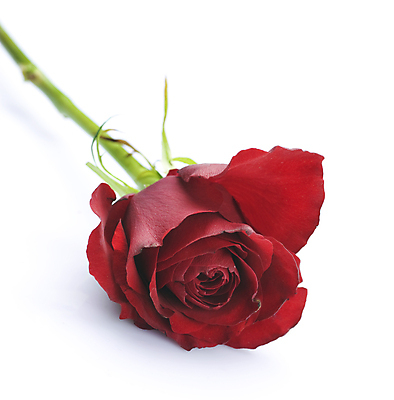 포토 JPG 해외이미지 1 디자인 꽃 결혼 백그라운드 컨셉 데이트 텍스트 결혼식 휴가 발렌타인데이 선물 사랑 미술 이벤트 사람없음 빨간색 장미 우주 보라색 놀람 낭만 흰색 축하 인사 신용카드 날짜 성자 심볼 싱글 내추럴 고립 카피스페이스 해외202004 해외포토 식물 감정 종교 컬러 데이이벤트 문화예술 표정 금융 공백 예절 파일형식