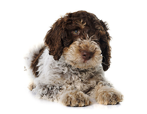 포토 JPG 해외이미지 동물 사람없음 반려동물 갈색 개 강아지 포르투갈 스페인어 해외202004 해외포토 유럽 컬러 포유류 파일형식