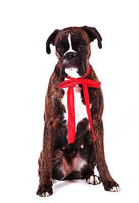 포토 JPG 해외이미지 동물 응시 백그라운드 컨셉 포유류 종류 사람없음 야외 반려동물 머리 흰색 개 달콤 래브라도리트리버 만족 고립 유래 충실 해외202004 해외포토 시선 감정 컬러 신체부위 리트리버 맛 파일형식