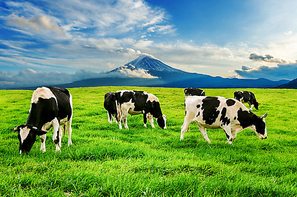 포토 JPG 해외이미지 동물 공원 여행 백그라운드 밭 농업 포유류 자연 하늘 산 풍경 초원 사람없음 야외 초록색 여름 파란색 농장 농경지 마을 일본 검은색 가축 봄 소고기 우유 흰색 시골 소 방목 땅 먹기 후지산 밭일 해외202004 해외포토 계절 공공시설 산업 아시아 컬러 모션 유제품 육류 세계문화유산 축산업 생태계 파일형식
