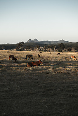 포토 JPG 해외이미지 동물 백그라운드 밭 농업 포유류 초원 사람없음 여름 농장 농경지 소고기 시골 소 방목 찰과상 해외202004 해외포토 계절 산업 육류 축산업 상처 파일형식