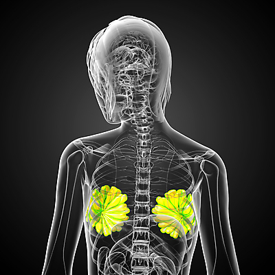 포토 JPG 해외이미지 해부 사람 사람없음 우유 가슴 해외202004 해외포토 의학 유제품 신체부위 파일형식