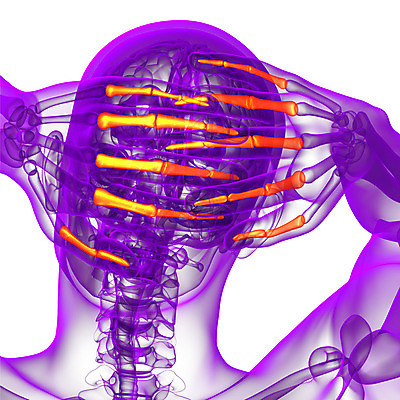 포토 JPG 해외이미지 손 손가락 해부 뼈 골격 건강 사람 사람없음 손목 골다공증 팔 해외202004 해외포토 의학 신체부위 질병 파일형식