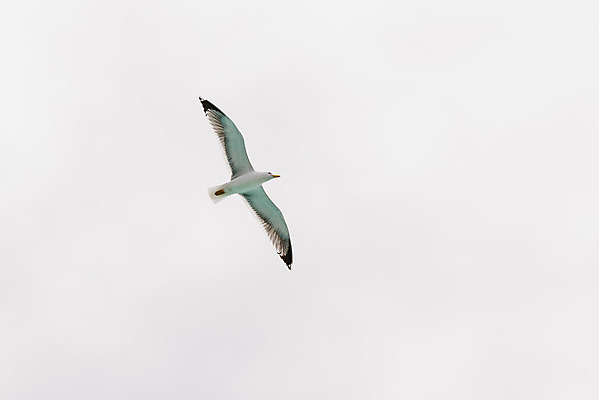 포토 JPG 해외이미지 동물 응시 야생동물 바다 백그라운드 자연 갈매기 조류 하늘 바람 사람없음 야외 물 파란색 햇빛 태양 우주 맑음 자유 흰색 비행 깃털 부리 고립 독립 무료 해외202004 해외포토 자연요소 시선 컬러 컨셉 날씨 생태계 파일형식