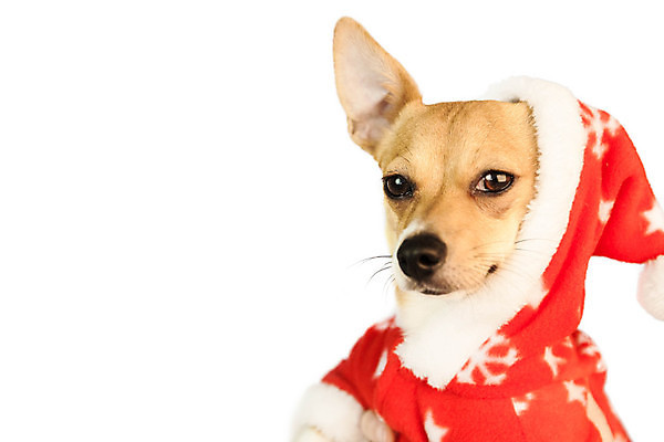 포토 JPG 해외이미지 한마리 컨셉 크리스마스 사람없음 반려동물 축제 재킷 축하 개 강아지 흰배경 치와와 이벤트의상 해외202004 해외포토 동물 1 옷 기념일 백그라운드 포유류 외투 흰색 파일형식