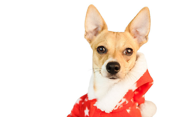 포토 JPG 해외이미지 한마리 컨셉 크리스마스 사람없음 반려동물 축제 재킷 축하 개 강아지 흰배경 치와와 이벤트의상 해외202004 해외포토 동물 1 옷 기념일 백그라운드 포유류 외투 흰색 파일형식