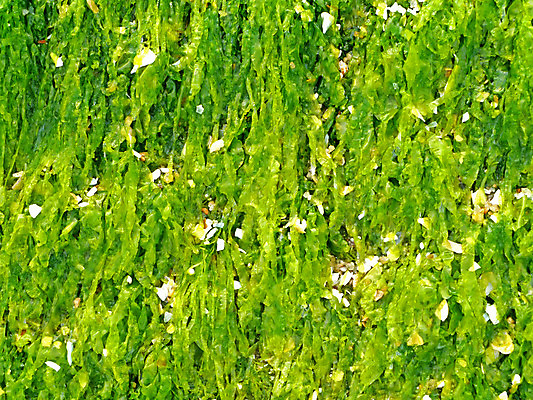 포토 JPG 해외이미지 식물 바다 백그라운드 자연 조류 휴가 이끼 풍경 해변 사람없음 야외 초록색 물 환경 젖음 성장 껍질 바위 신선 그룹 해조류 묘사 질감 머리위 암초 내추럴 강렬 해외202004 해외포토 자연요소 동물 컬러 돌_바위 해양식물 생태계 파일형식