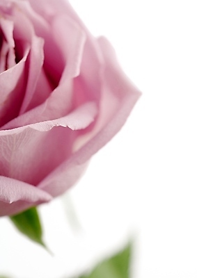 포토 JPG 해외이미지 나무 식물 공원 꽃잎 꽃 꽃다발 백그라운드 꽃무늬 오렌지 자연 따뜻함 사랑 초원 사람없음 목재 초록색 여름 파란색 빛 갈색 노란색 정원 보라색 검은색 봄 성장 벚꽃 꽃술 녹음 개화 닫기 숲 백합 제비꽃 헝가리 꽃수술 아네모네 세련 해외202004 해외포토 계절 공공시설 감정 컬러 무늬 과일 재료 모션 기록 생태계 동유럽 파일형식