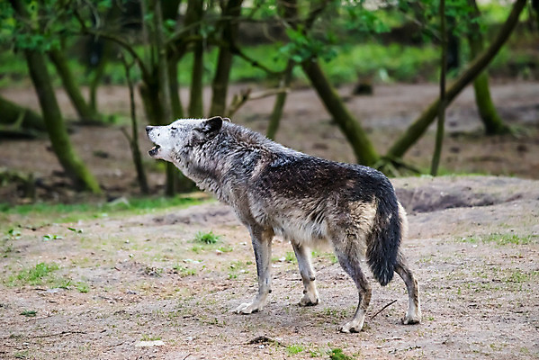 포토 JPG 해외이미지 주간 한마리 야생동물 사람없음 야외 늑대 해외202004 해외포토 자연요소 동물 1 포유류 파일형식