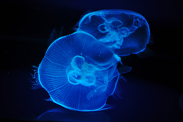 포토 JPG 해외이미지 두마리 사람없음 파란색 바닷속 수중동물 자포동물 해파리 해외202004 해외포토 동물 컬러 2 수중 파일형식