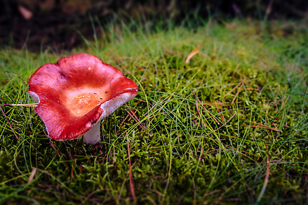 포토 JPG 해외이미지 식물 1 계절 줄기 잎 자연 생물 3 이끼 사람없음 야외 목재 장식 빨간색 초록색 컬러풀 햇빛 버섯 흙 성장 가을 점 독약 숲 위험 작음 큼 묘사 오브젝트 유기농 생물학 뿌리 마법 내추럴 곰팡이 땅바닥 캡모자 해외202004 해외포토 나무 모자_잡화 웰빙 교육 컬러 컨셉 재료 바닥 태양 크기 생태계 파일형식