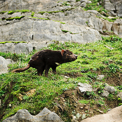 포토 JPG 해외이미지 동물 사람없음 호주 주머니곰 해외202004 해외포토 포유류 오세아니아 파일형식