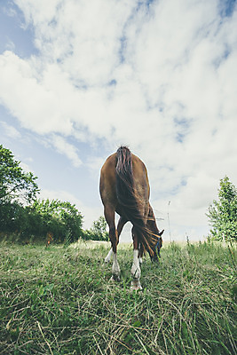 포토 JPG 해외이미지 동물 구름 1 응시 얼굴 포즈 백그라운드 밭 농업 포유류 자연 하늘 서기 풍경 초원 사람없음 야외 초록색 여름 농장 갈색 머리 목장 자유 시골 만 승마 밤 방목 땅 갈기 조랑말 기르기 방목장 해외202004 해외포토 자연요소 시선 계절 산업 스포츠 컬러 컨셉 모션 신체부위 견과류 말_동물 축산업 생태계 돌봄 파일형식