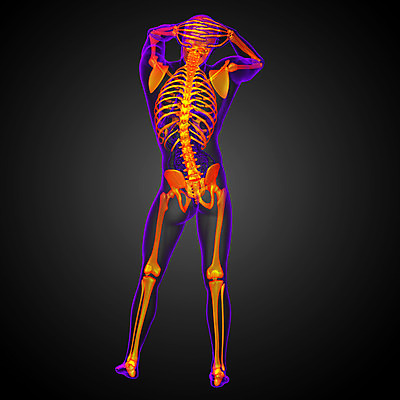 포토 JPG 해외이미지 해부 뼈 골격 엑스레이 건강 사람 사람없음 3D 척추 관절 무릎 테라피 정형외과 해골모형 해외202004 해외포토 의학 병원 신체부위 뷰티 모형 디지털합성 파일형식