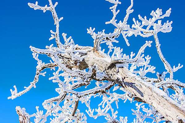 포토 JPG 해외이미지 나무 백그라운드 겨울 자연 하늘 산 서울 한국 풍경 사람없음 태양 맑음 추위 언덕 눈내림 해외202004 해외포토 자연요소 식물 계절 아시아 날씨 눈_날씨 생태계 파일형식
