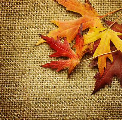포토 JPG 해외이미지 디자인 백그라운드 단풍 패턴 가방 텍스트 자연 벽지 표면 추상 미술 사람없음 빨간색 갈색 노란색 세일 우주 공백 가을 직물 면 거친 떨어짐 천 삼베 묘사 질감 캔버스 먼지 자루 타이틀 내추럴 옛날 스타일 카피스페이스 국경 해외202004 해외포토 잡화 계절 컬러 컨셉 잎 무늬 문화예술 생태계 파일형식 천_직물