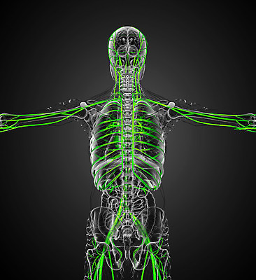 포토 JPG 해외이미지 과학 해부 사람 사람없음 하트 혈액 함선 동맥 정맥 해외202004 해외포토 모양 배_교통 의학 혈관 파일형식