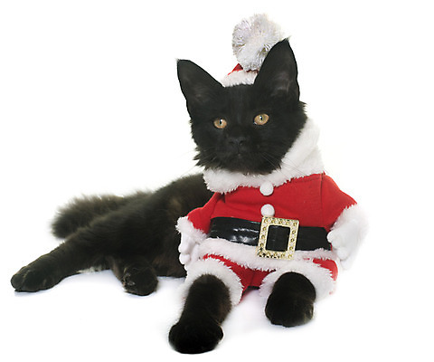 포토 JPG 해외이미지 동물 컨셉 크리스마스 산타옷 사람없음 반려동물 검은색 고양이 코트 유머 흰배경 이벤트의상 해외202004 해외포토 옷 기념일 감정 컬러 백그라운드 포유류 외투 흰색 파일형식