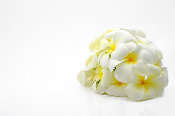 포토 JPG 해외이미지 나무 식물 꽃 잎 사람없음 야외 햇빛 흰색 빗방울 열대기후 해외202004 해외포토 컬러 태양 비_날씨 파일형식