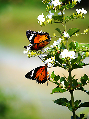 포토 JPG 해외이미지 식물 동물 1 계절 나비 곤충 잎 자연 휴식 사람없음 야외 초록색 빛 컬러풀 햇빛 환경 정원 봄 젖음 자유 흰색 점 우아함 싱글 내추럴 강렬 생태학 수유 이국적 진짜 해외202004 해외포토 교육 컬러 컨셉 태양 생태계 파일형식