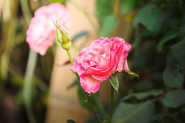 포토 JPG 해외이미지 식물 꽃잎 꽃 줄기 분홍색 잎 꽃무늬 자연 발렌타인데이 사람없음 야외 초록색 햇빛 장미 정원 벚꽃 내추럴 해외202004 해외포토 컬러 무늬 데이이벤트 태양 생태계 파일형식