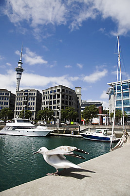 포토 JPG 해외이미지 여행 새로움 풍경 사람없음 건물 물 여름 도시풍경 항구 고층빌딩 도시 뉴질랜드 타운 대도시 스카이라인 해외202004 해외포토 자연요소 건축물 계절 컨셉 교통시설 빌딩 오세아니아 파일형식